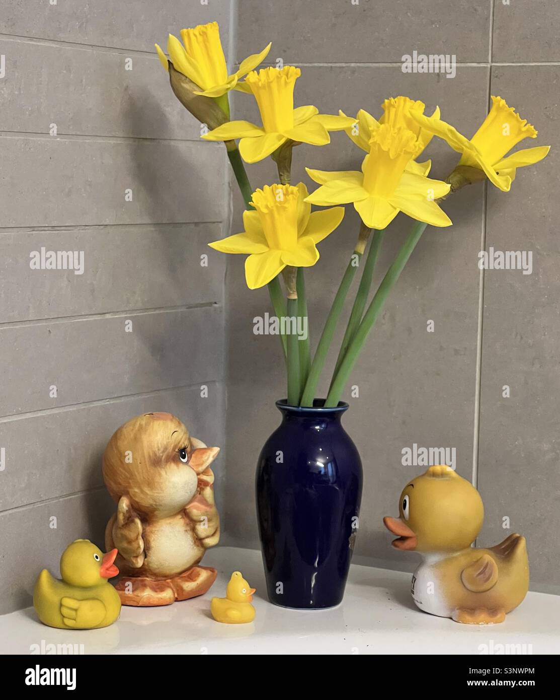Spring still life. Daffodils and rubber ducks - Smartphone Captured Stock Image