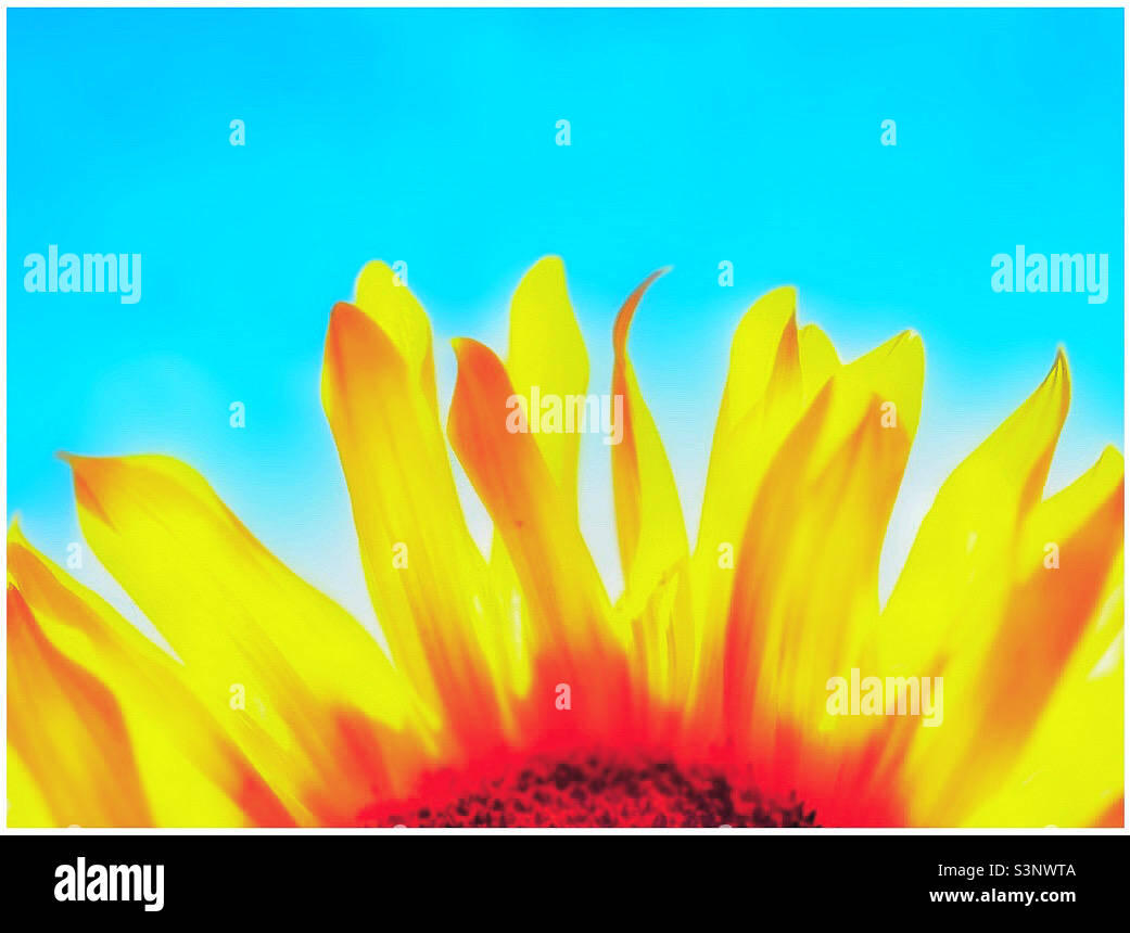Ukraine sunflower hi-res stock photography and images - Alamy