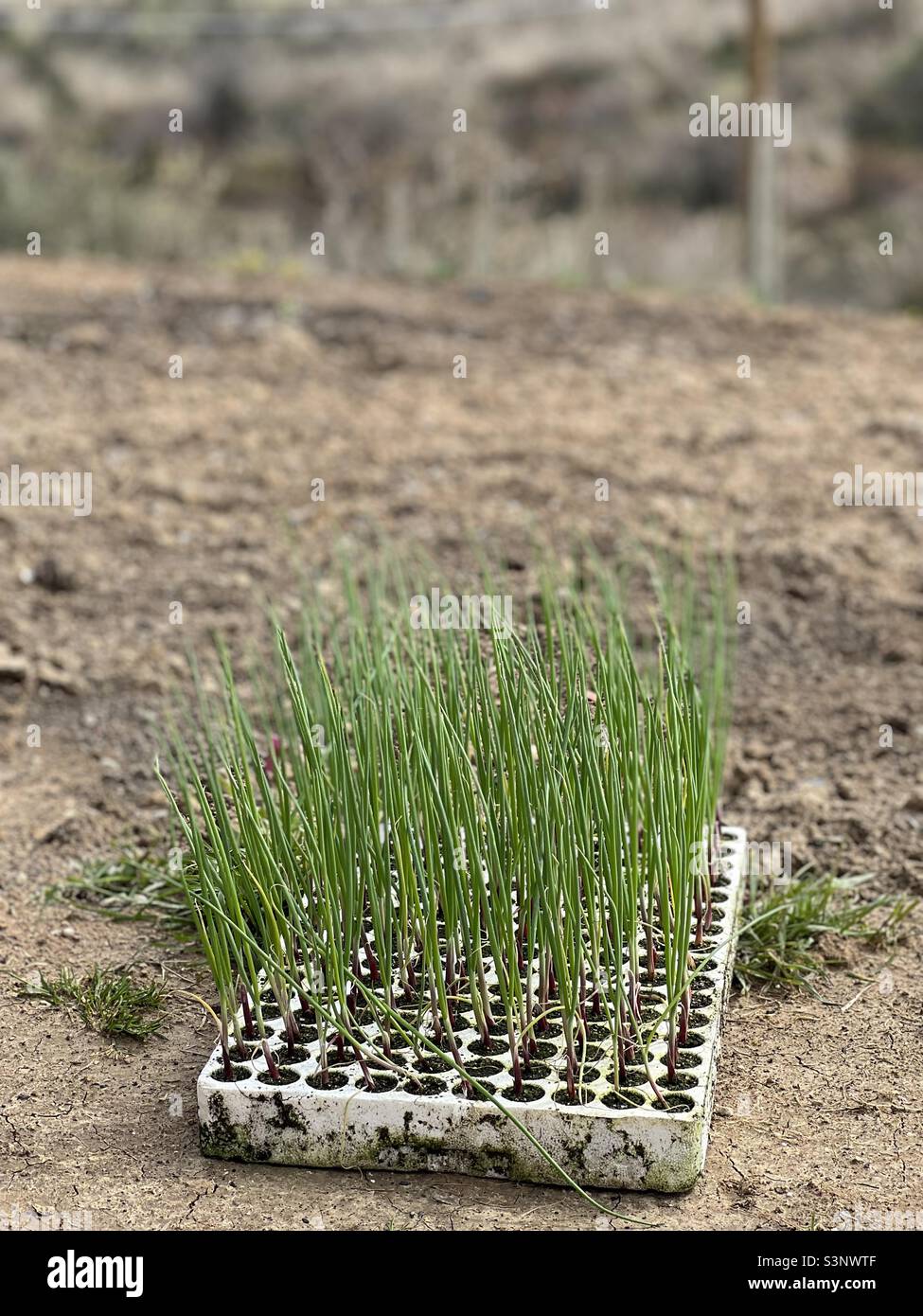 Onion seedlings ready to be planted Stock Photo