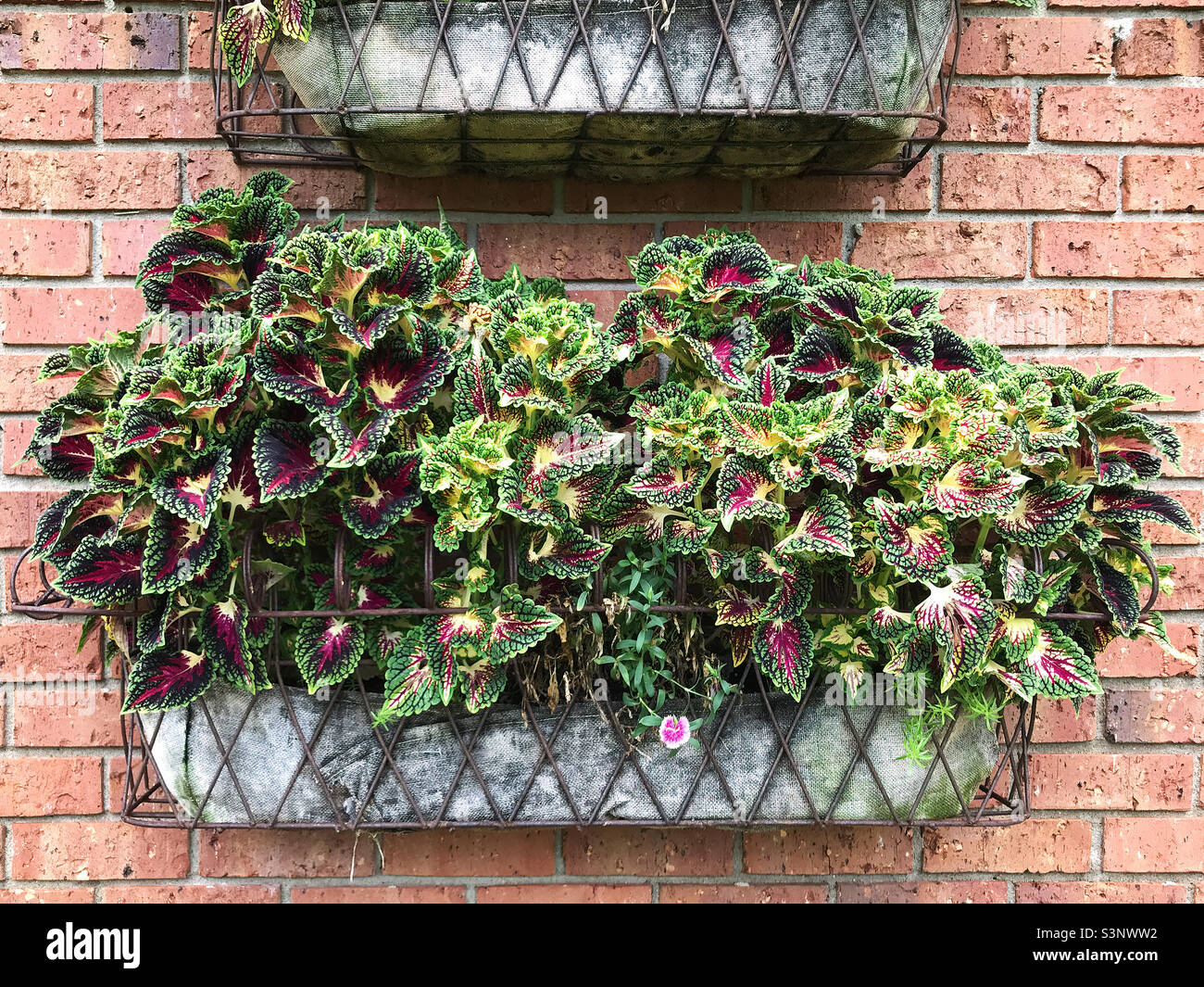 Variegated coleus plants growing in a hanging basket attached to the