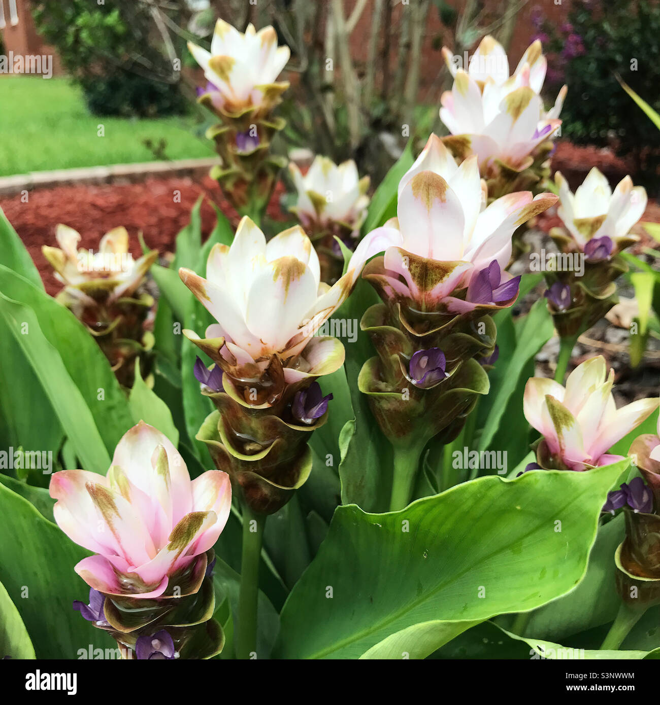 Siam tulip aka curcuma alismatifolia aka summer tulip aka ginger flower blossoms. Stock Photo