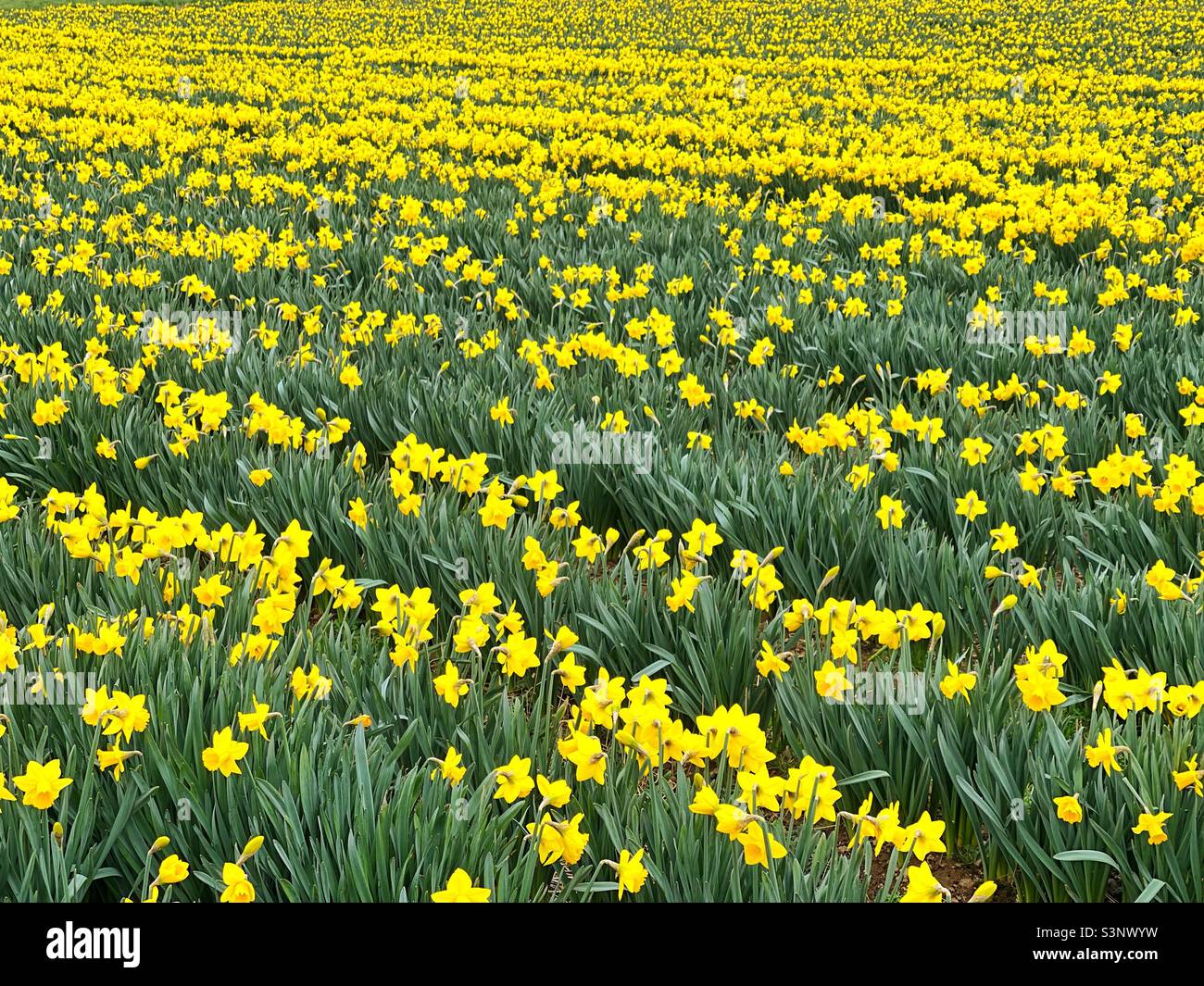 Field of daffodils in bloom Stock Photo Alamy