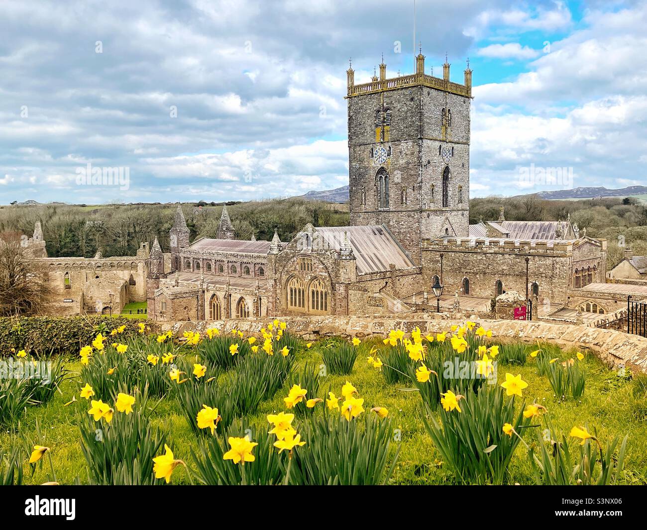 Daffodils in flower with St David’s Cathedral in the background Stock Photo
