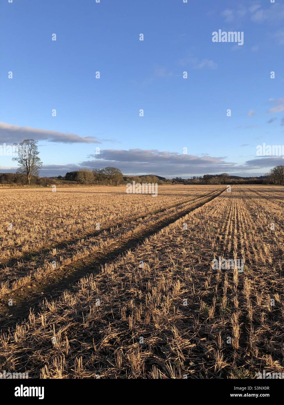 Cereal field of overwintered stubble, North Yorkshire, England, United Kingdom - Smartphone Captured Stock Image