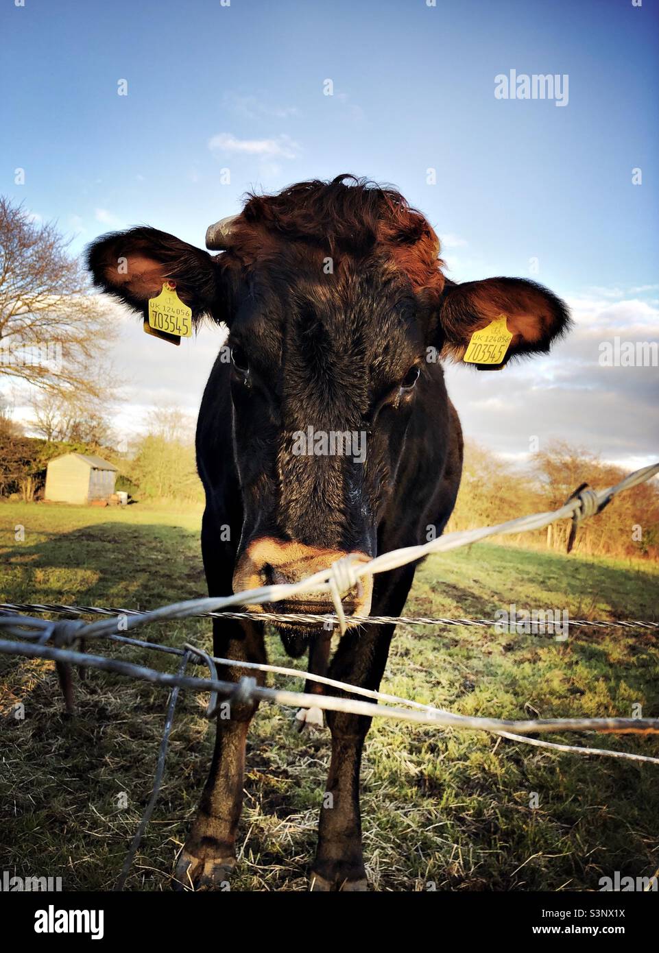 Beef heifer cross looking at camera on a springtime evening in North Yorkshire, England, United Kingdom Stock Photo