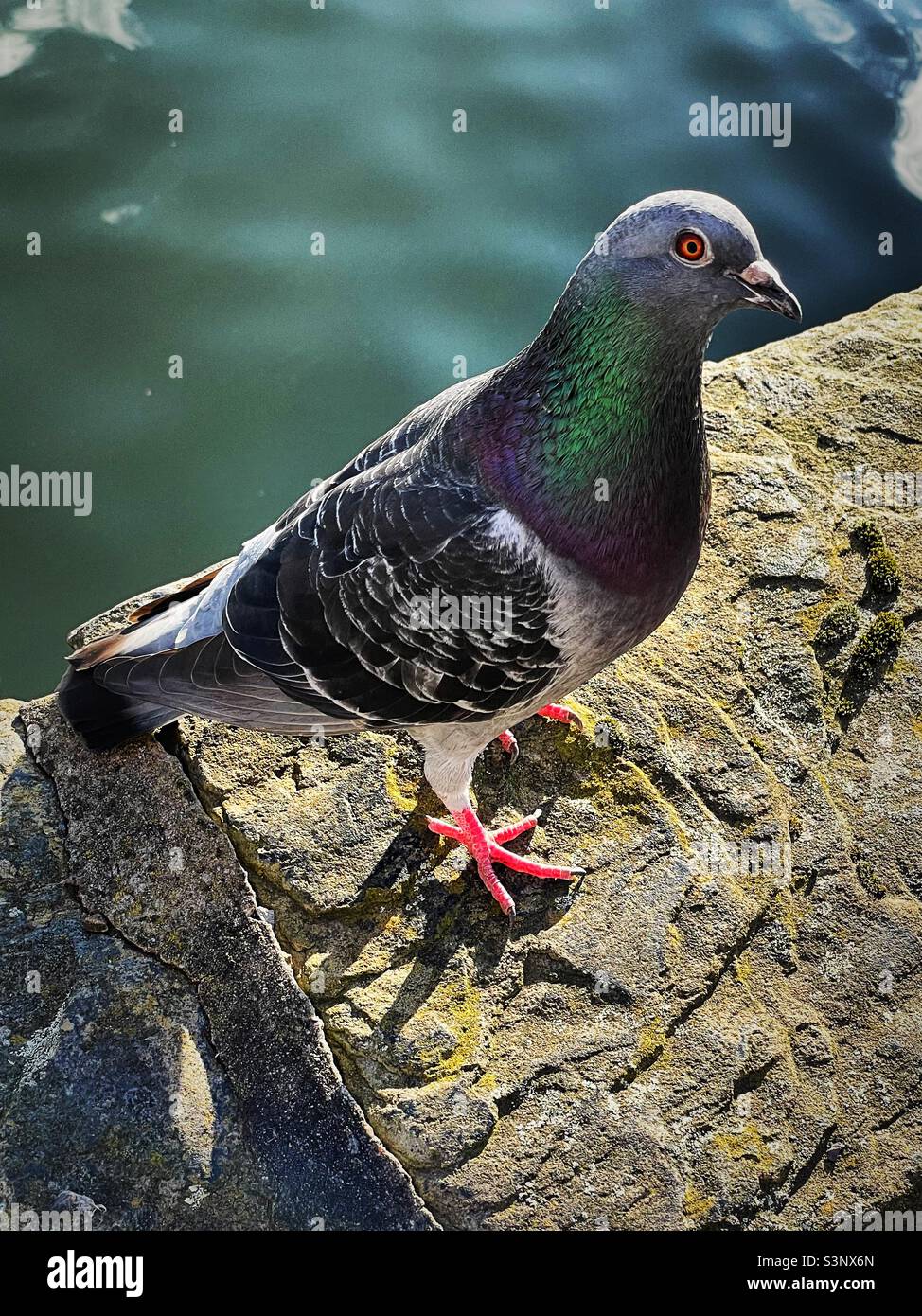 ‘What you looking at?’ A pigeon is rudely interrupted by the camera as it enjoys the Spring sunshine by the canal Stock Photo