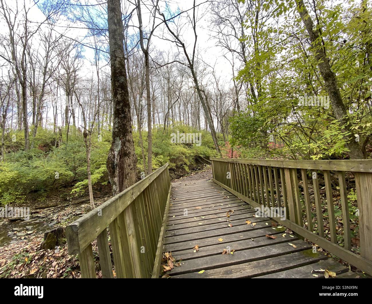A bridge in the woods at the beginning of fall. - Smartphone Captured Stock Image