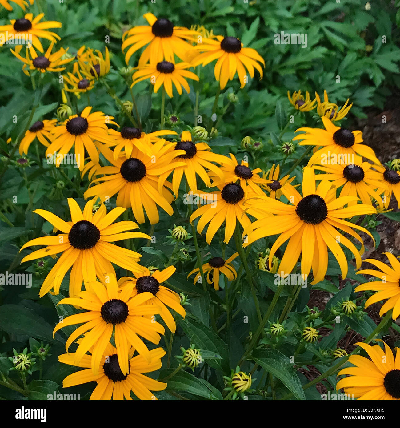 Flower bed filled with Rudbeckia Goldsturm plants aka black eyed Susan. Stock Photo