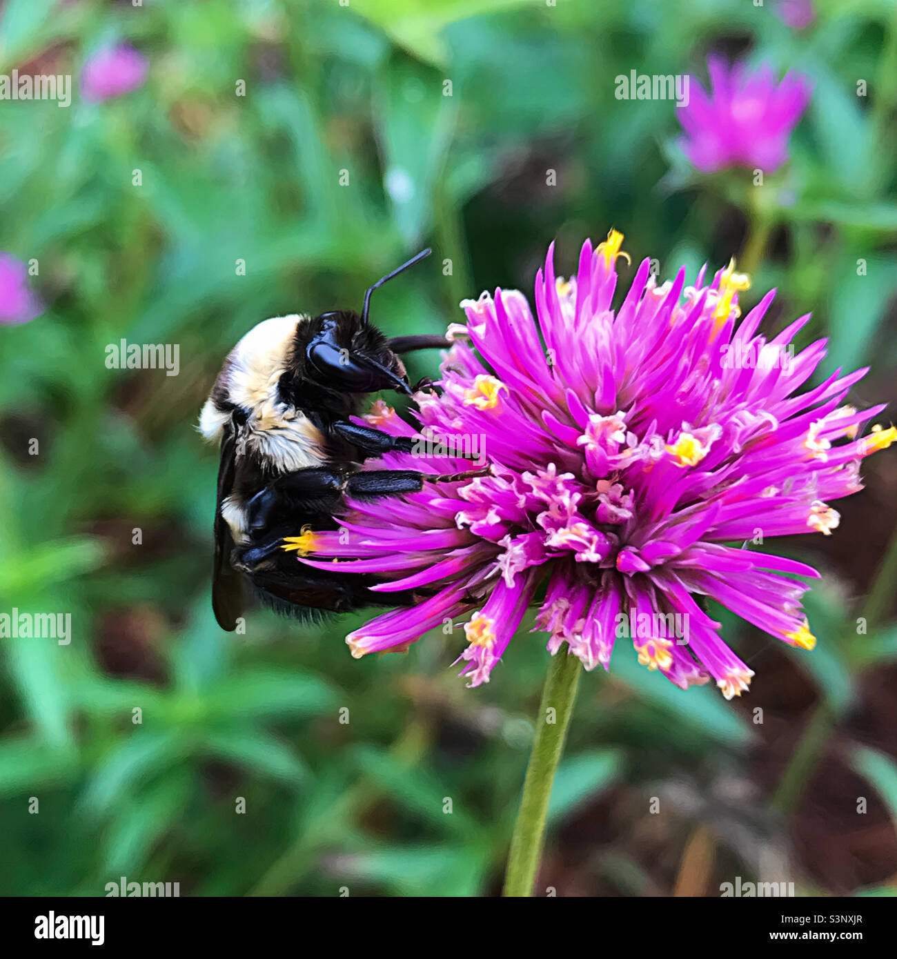 Pollinating bee on a hot pink gomphrena flower. Stock Photo