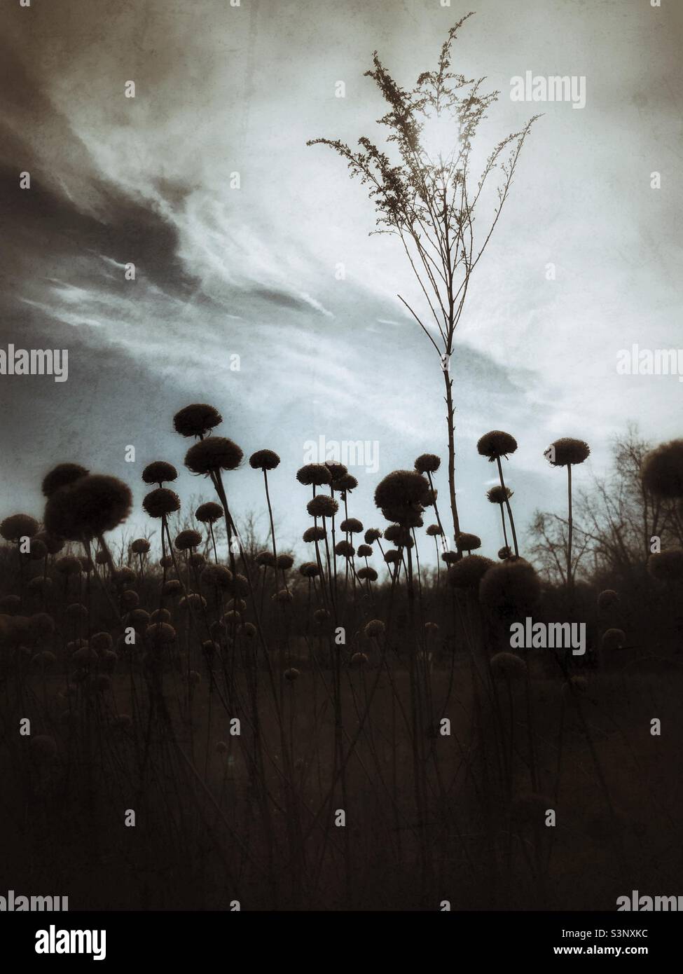 Wild prairie grasses, moody sky Stock Photo