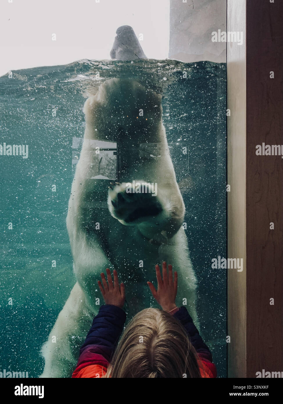 Polar bear at zoo swimming Stock Photo