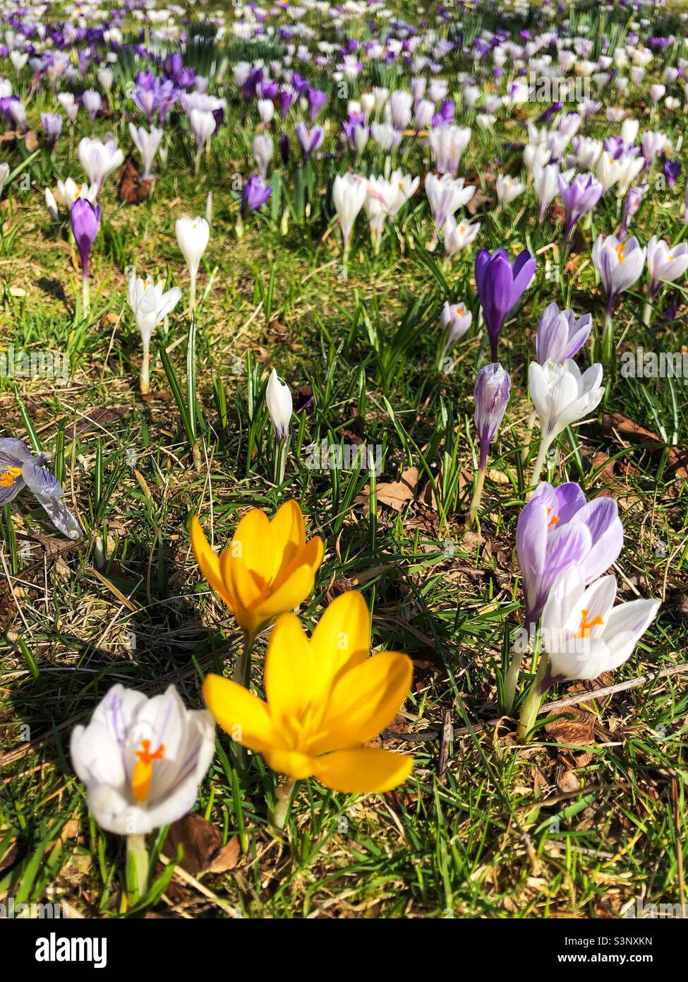 Spring Crocus in bloom - Smartphone Captured Stock Image