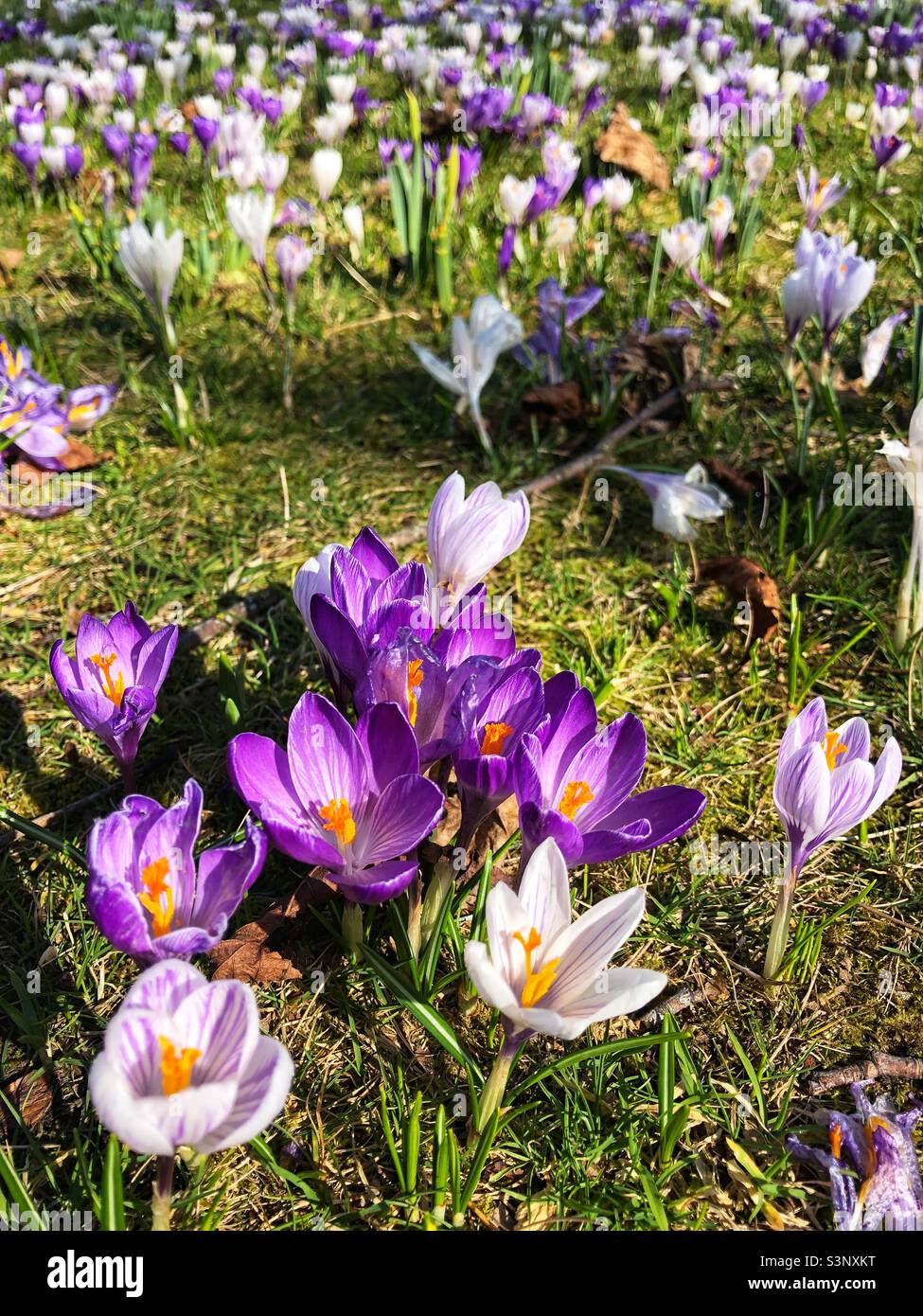 Spring Crocus in bloom - Smartphone Captured Stock Image