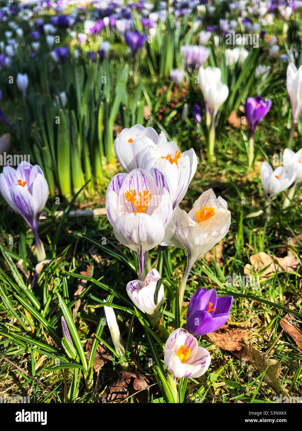 Spring Crocus in bloom - Smartphone Captured Stock Image