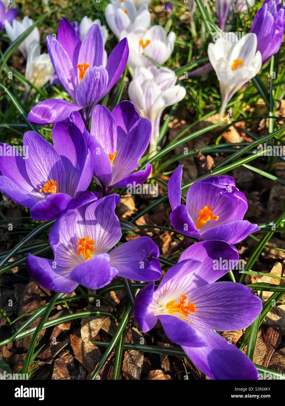 Spring Crocus in bloom - Smartphone Captured Stock Image