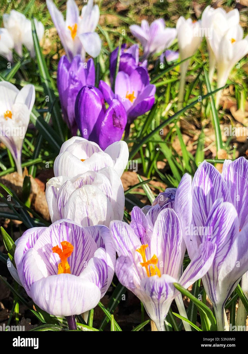 Spring Crocus in bloom - Smartphone Captured Stock Image