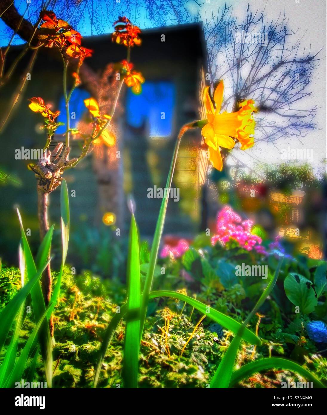 Spring flowers in the garden - Smartphone Captured Stock Image