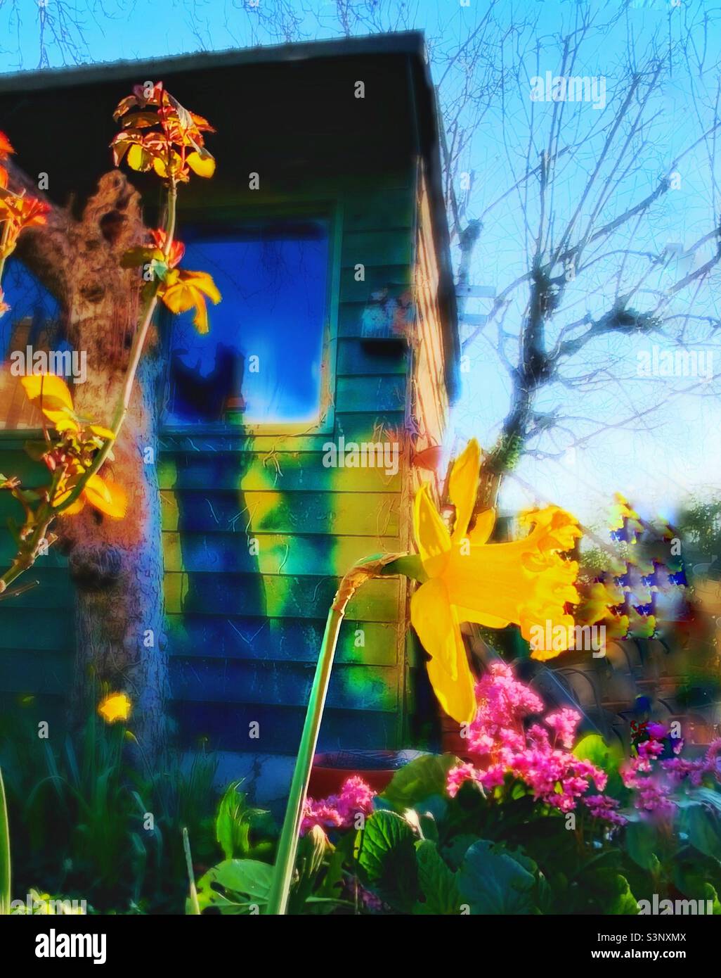 Daffodil in the garden - Smartphone Captured Stock Image