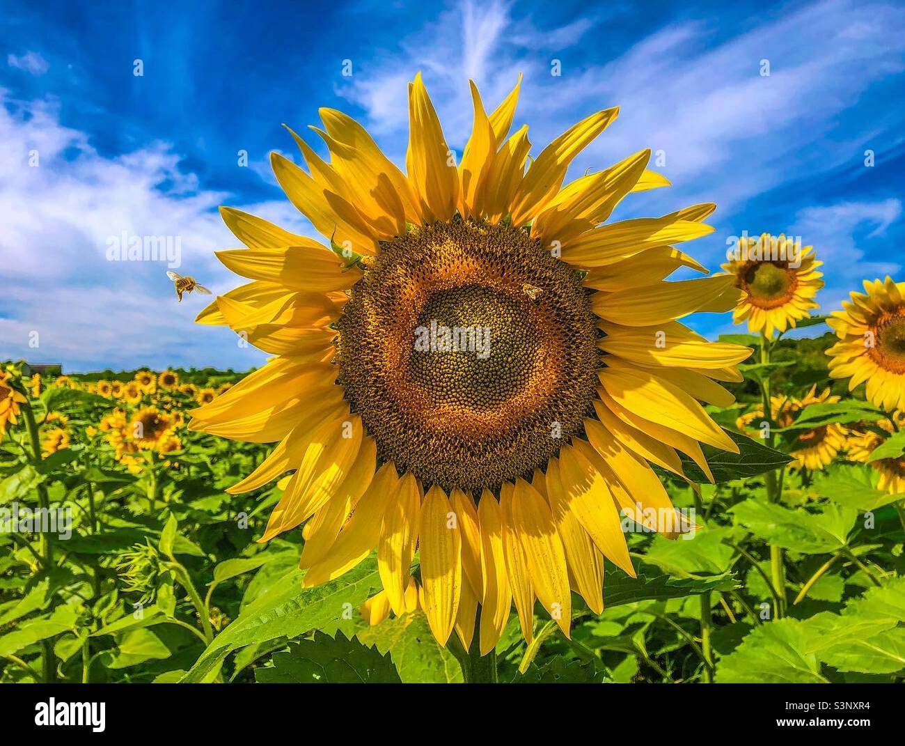 Sunflower field on a beautiful Summer day - Smartphone Captured Stock Image