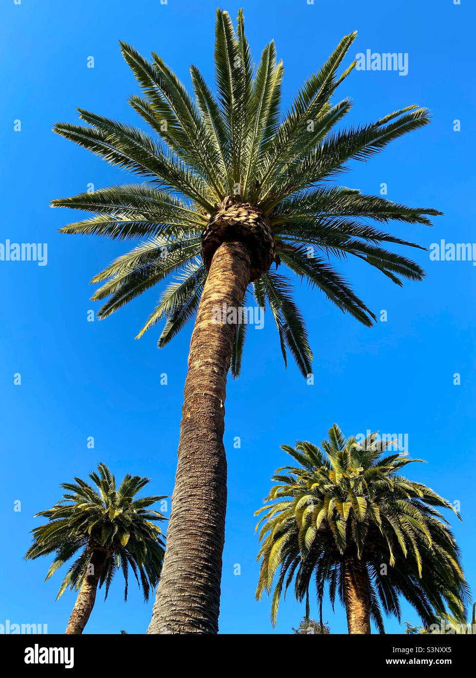 Three palm trees against a blue sky Stock Photo