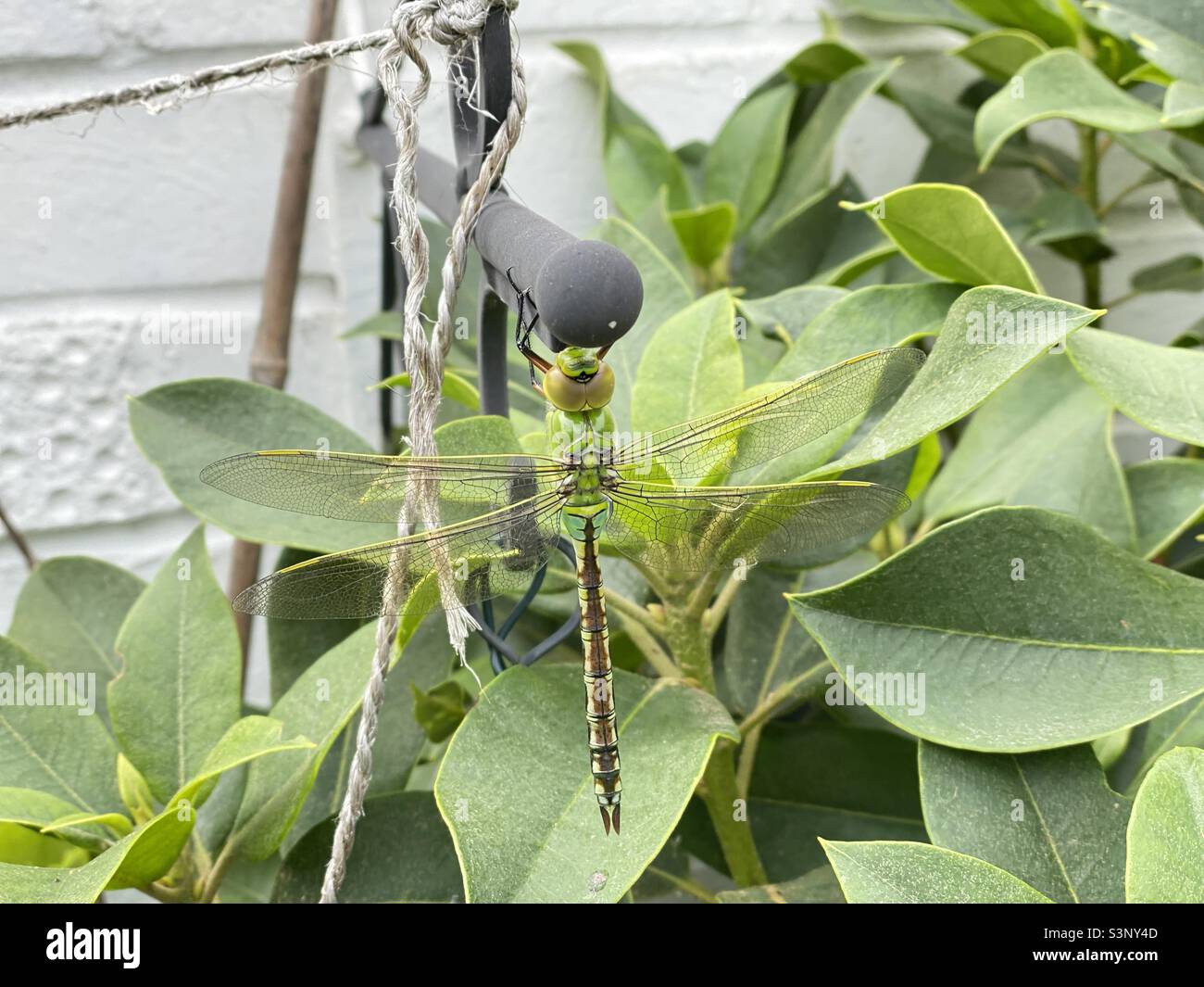 female-emperor-dragonfly-green-form-hi-res-stock-photography-and-images