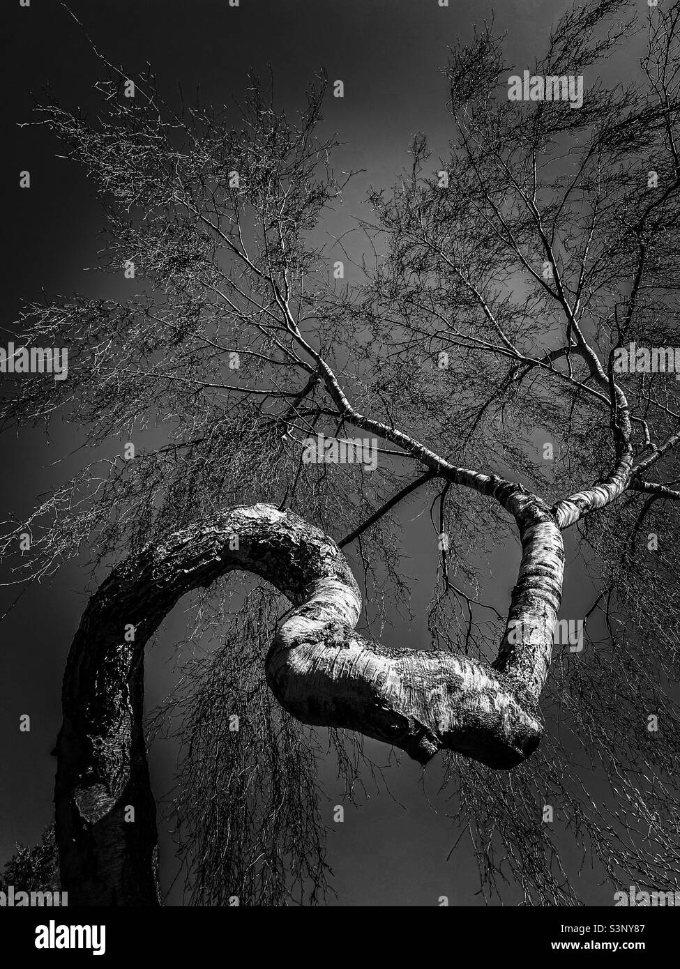 Bendy Silver Birch tree in winter, UK - Smartphone Captured Stock Image