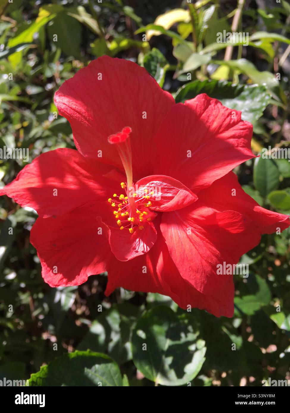Red Hibiscus In Full Bloom Stock Photo Alamy
