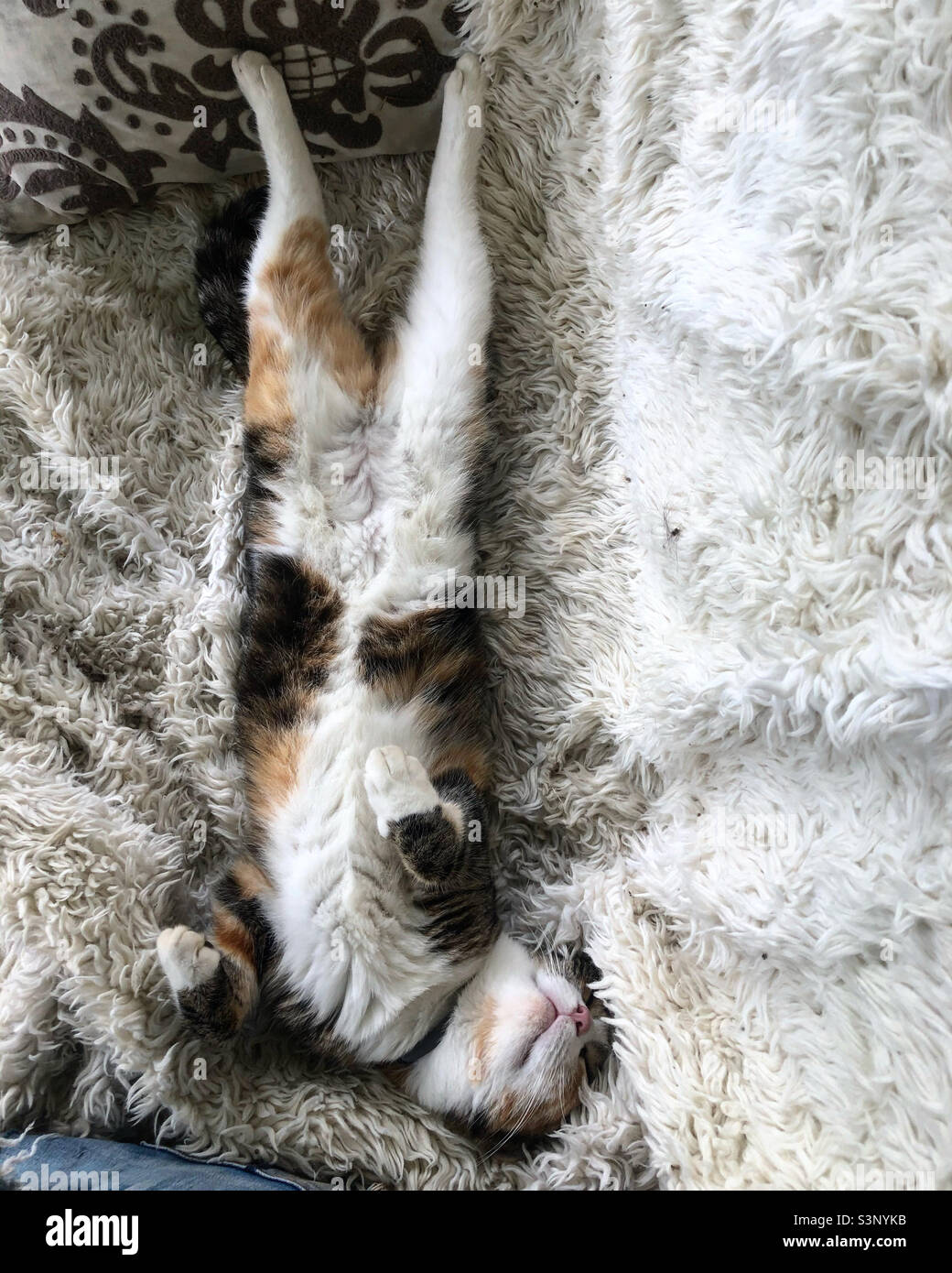 Cat with belly hires stock photography and images Alamy