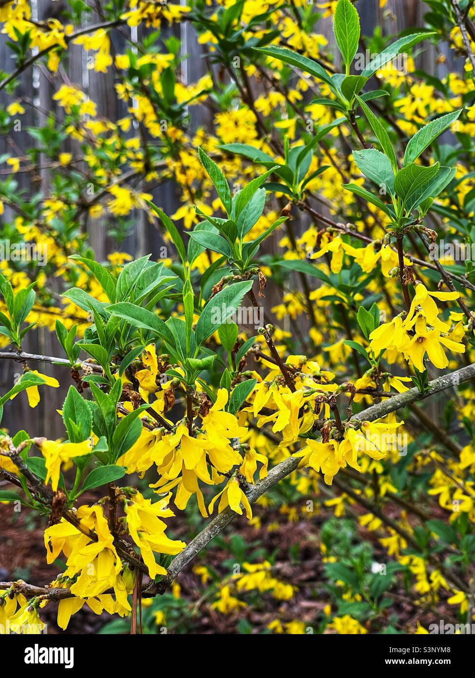 Springtime yellow colored forsythia flower blossoms. Stock Photo