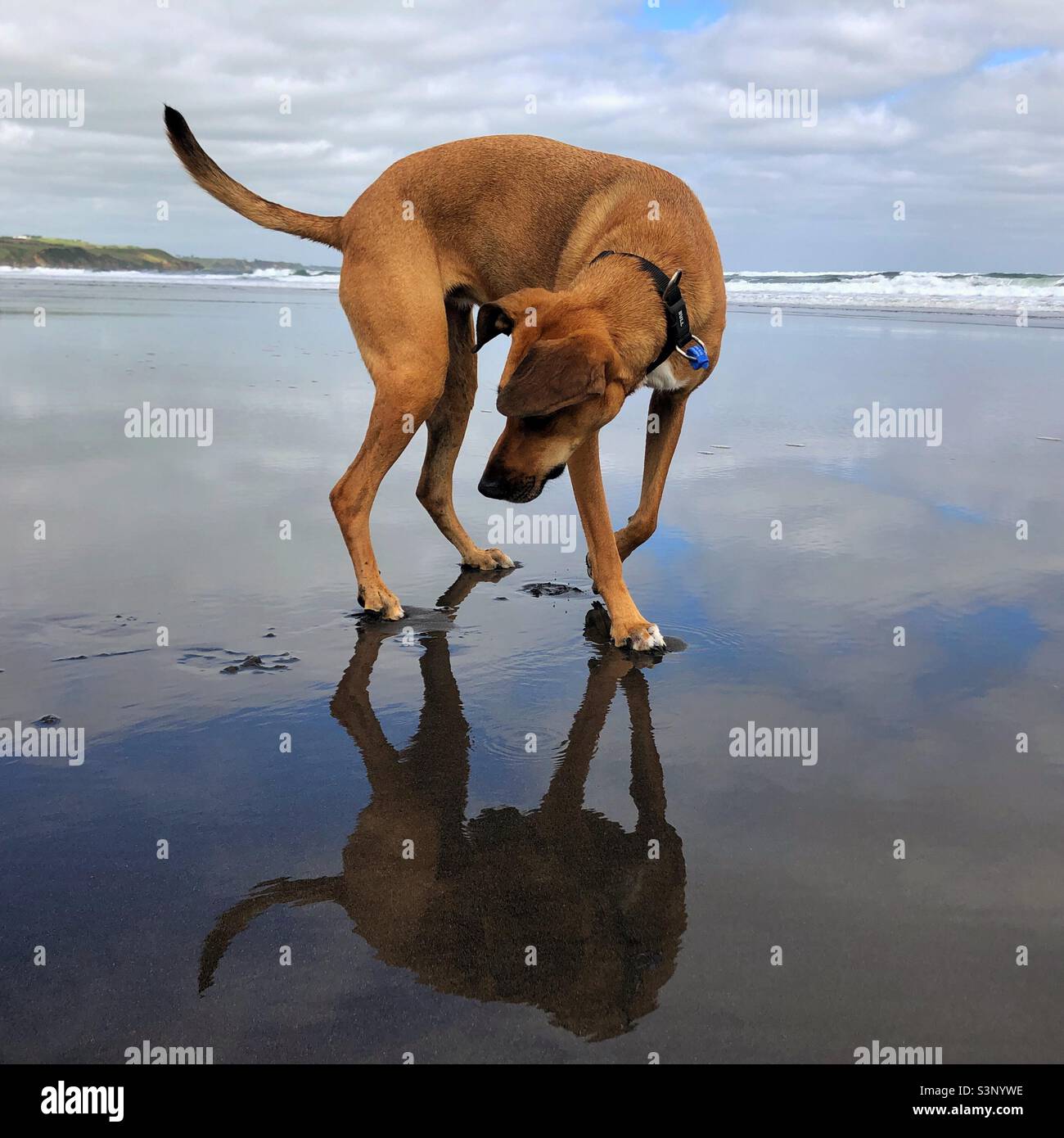 Dog spots own tail in reflection. Stock Photo