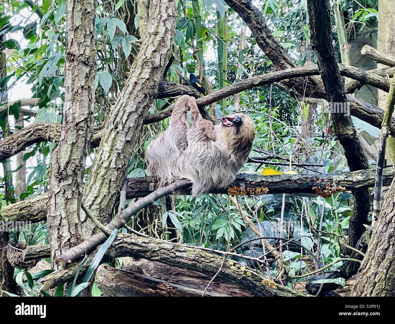 Sloth - Smartphone Captured Stock Image
