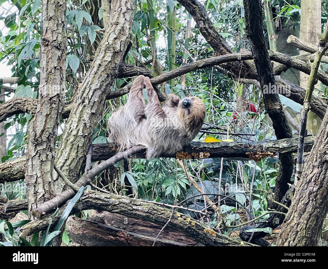 Sloth - Smartphone Captured Stock Image