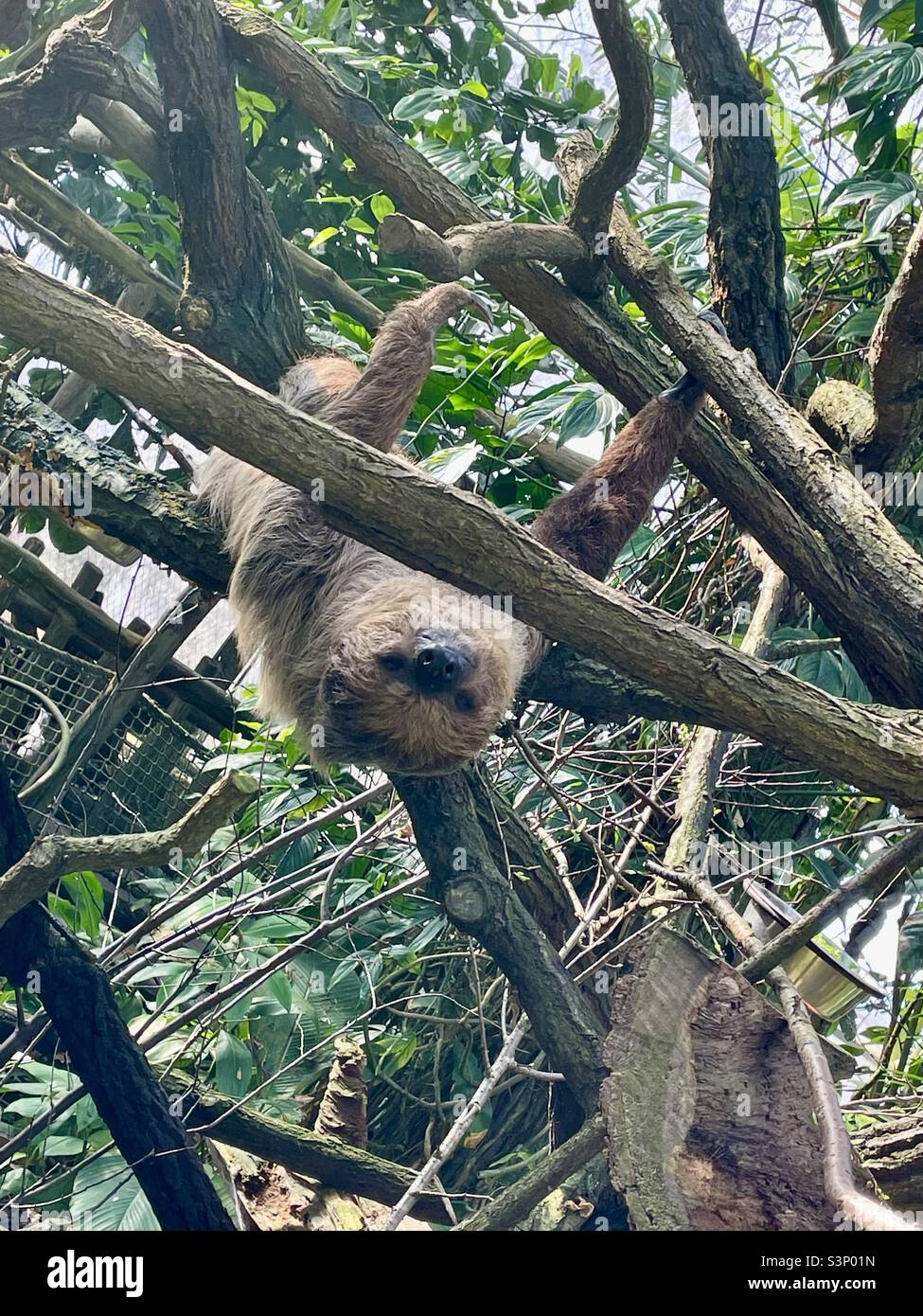 Sloth awake - Smartphone Captured Stock Image