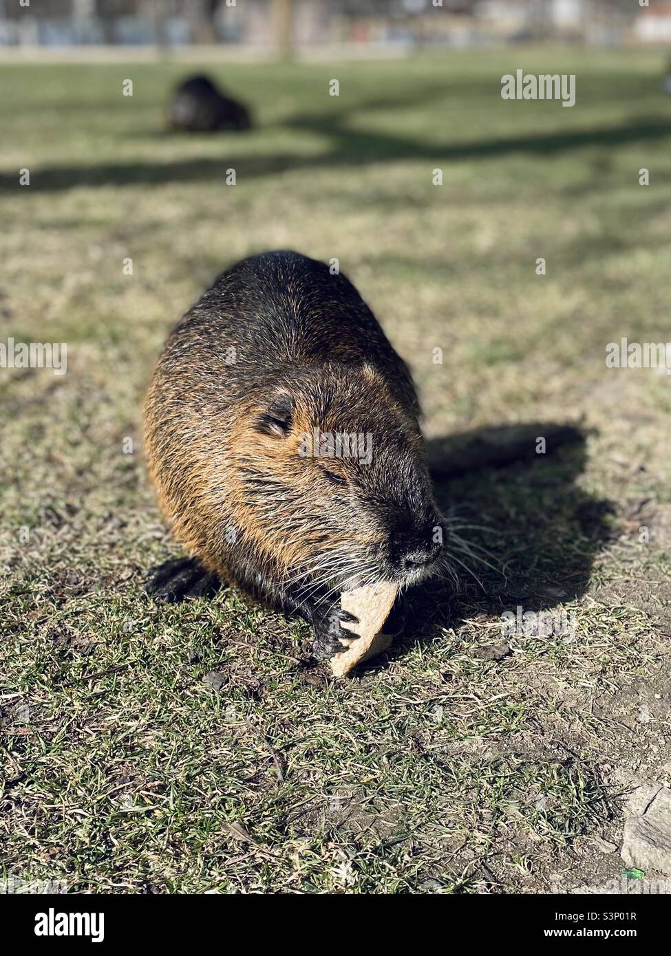 Nutria - Smartphone Captured Stock Image