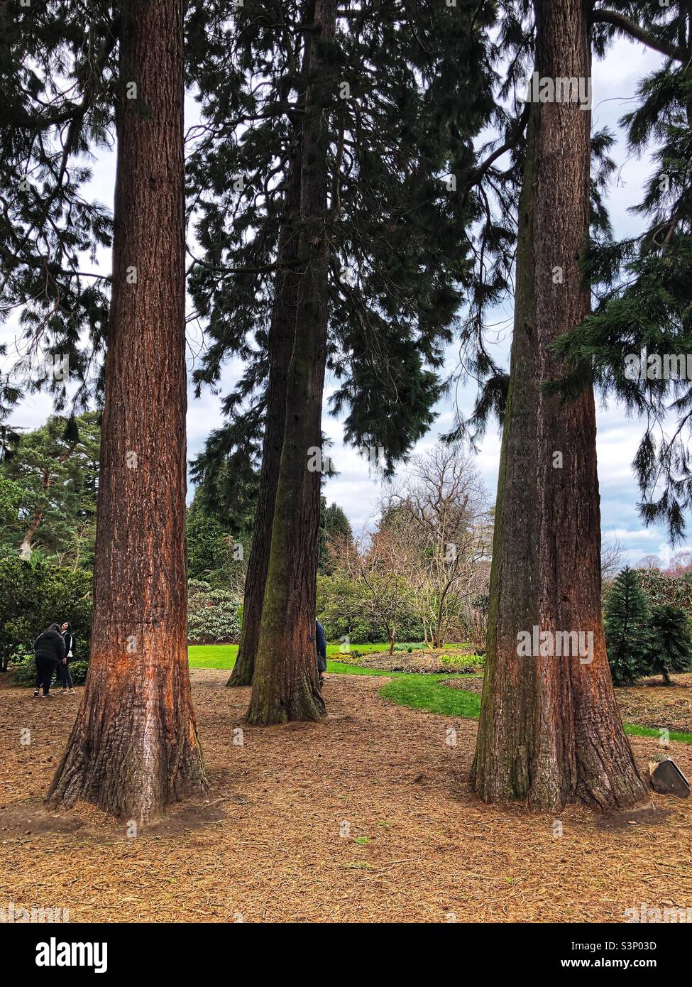 Sequoiadendron giganteum - Giant Sequoia or Giant Redwood - Smartphone Captured Stock Image