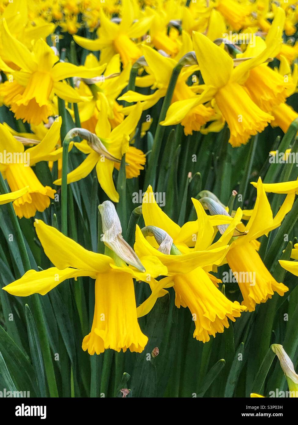 Daffodils in bloom - Smartphone Captured Stock Image