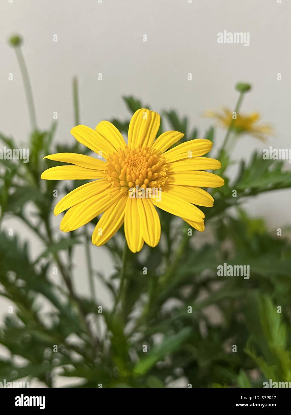 Yellow Athena Sun Euryops - Smartphone Captured Stock Image