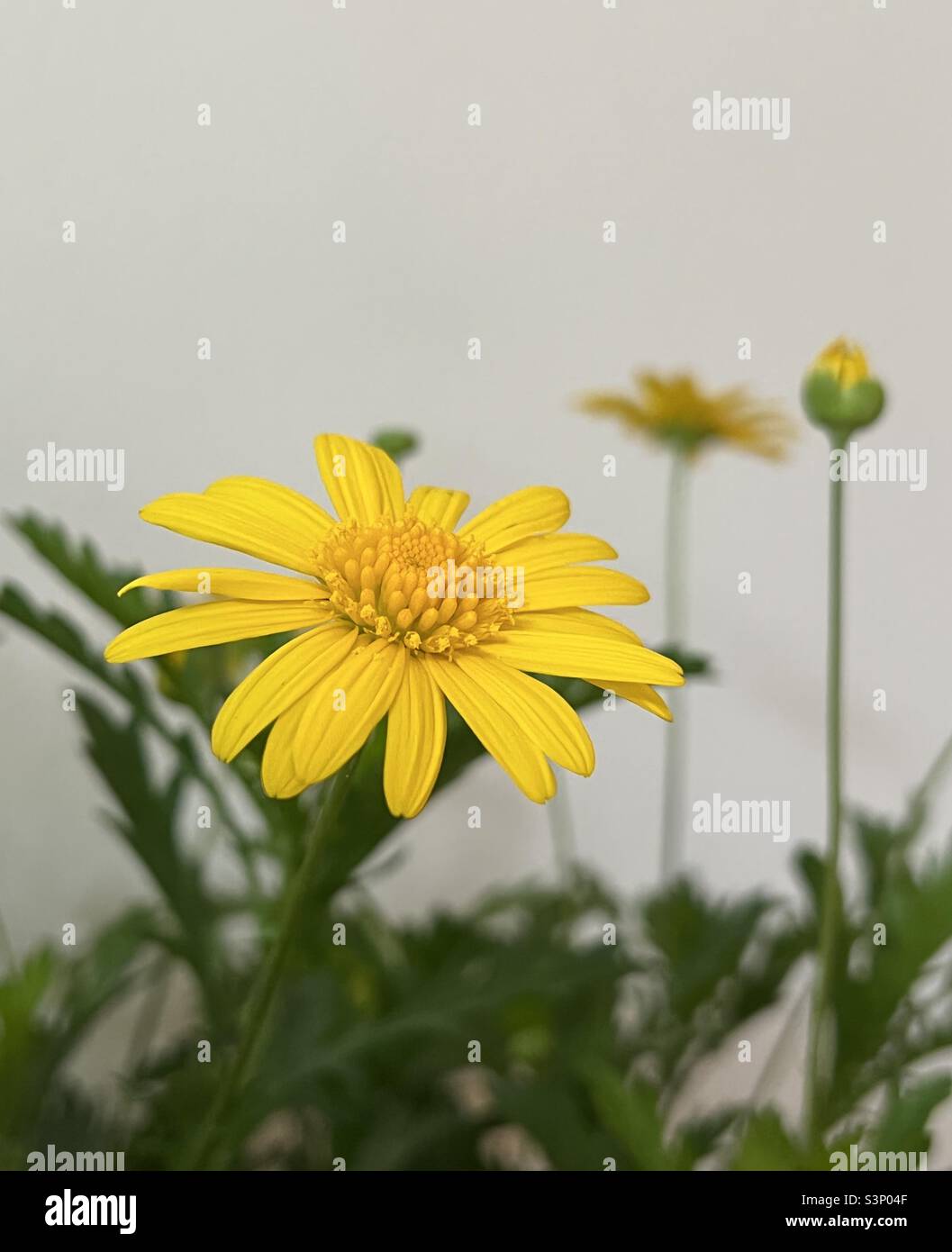Yellow Athena Sun Euryops - Smartphone Captured Stock Image