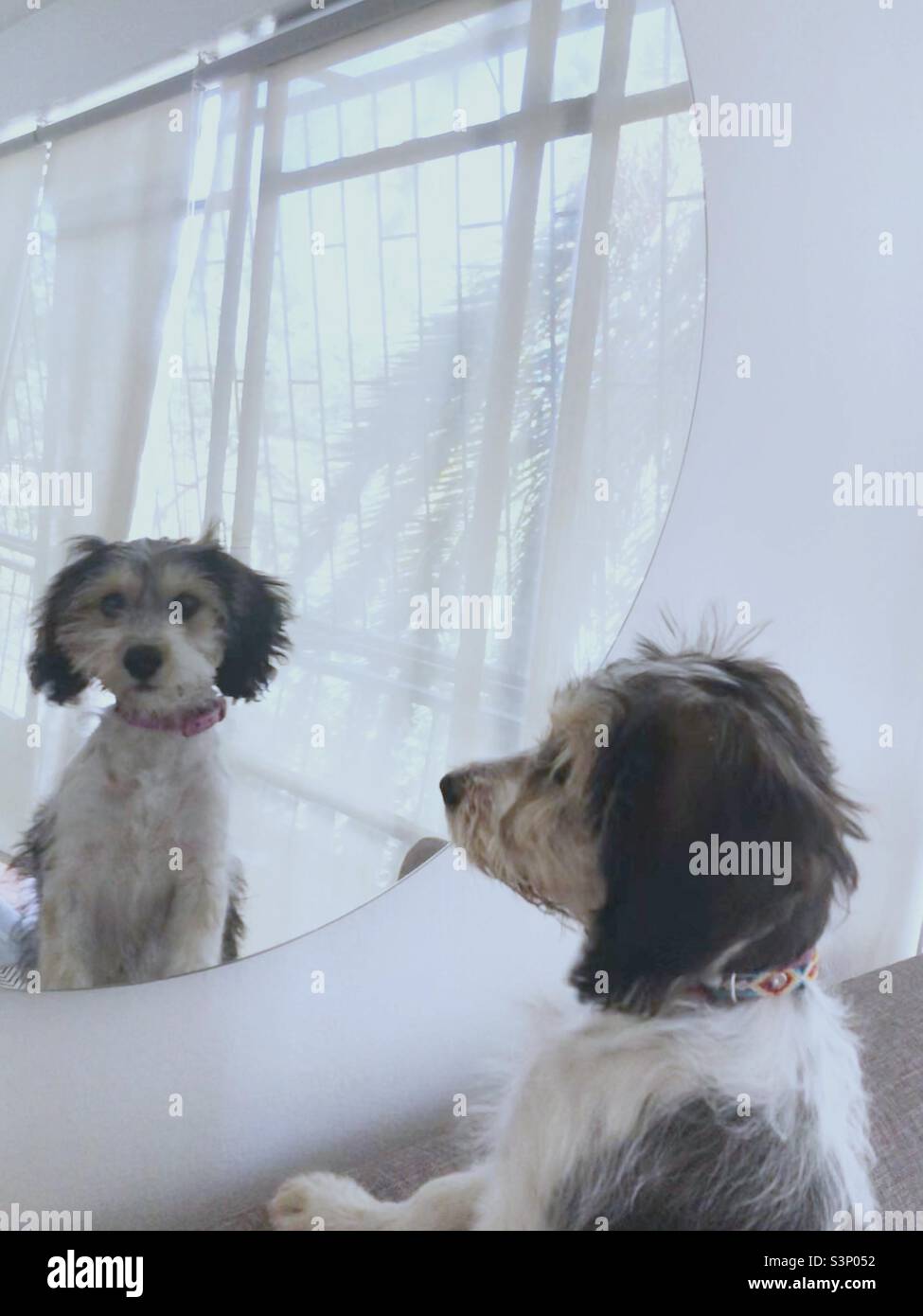 A dog looking in the mirror - Smartphone Captured Stock Image