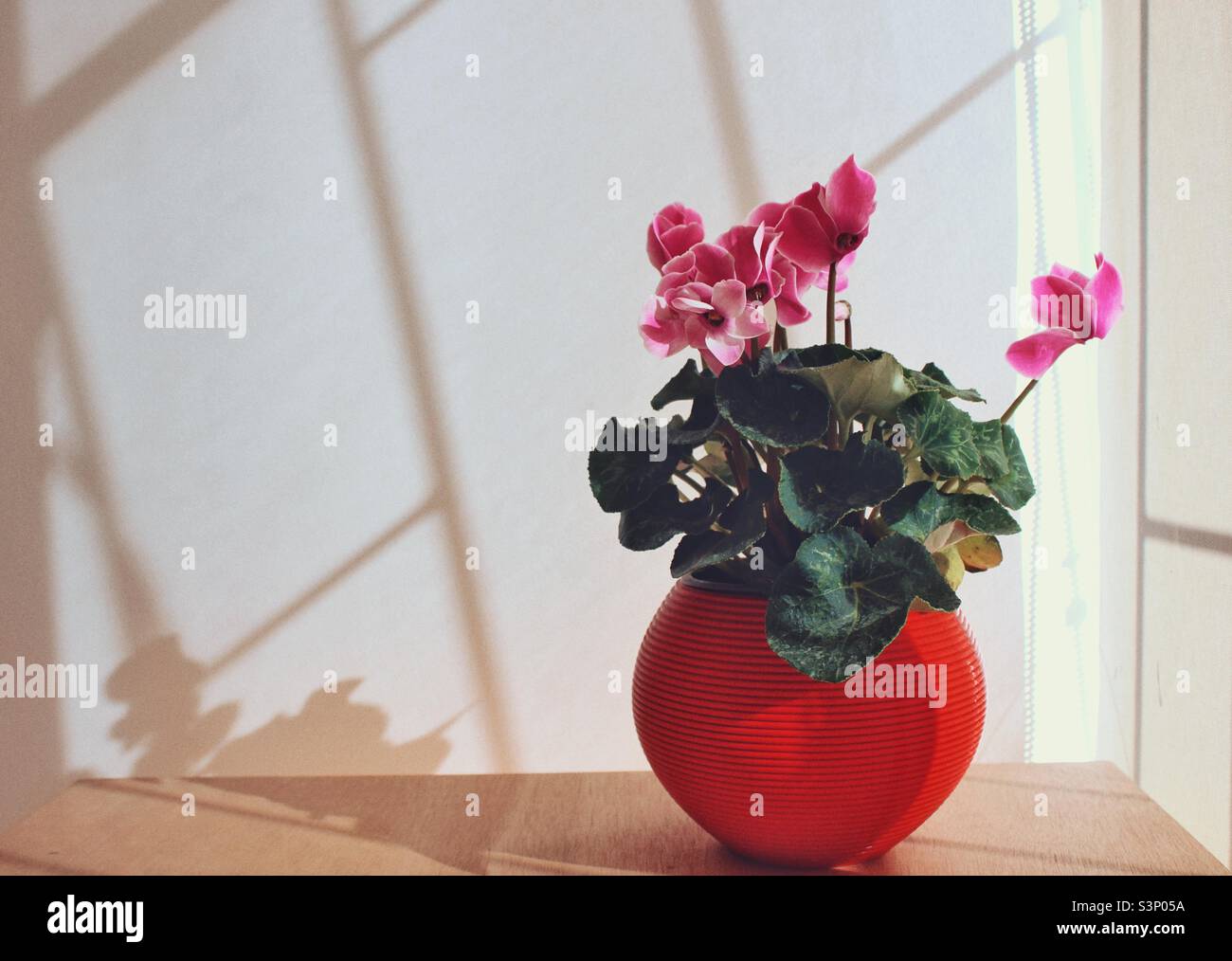 A flowering home plant - Smartphone Captured Stock Image