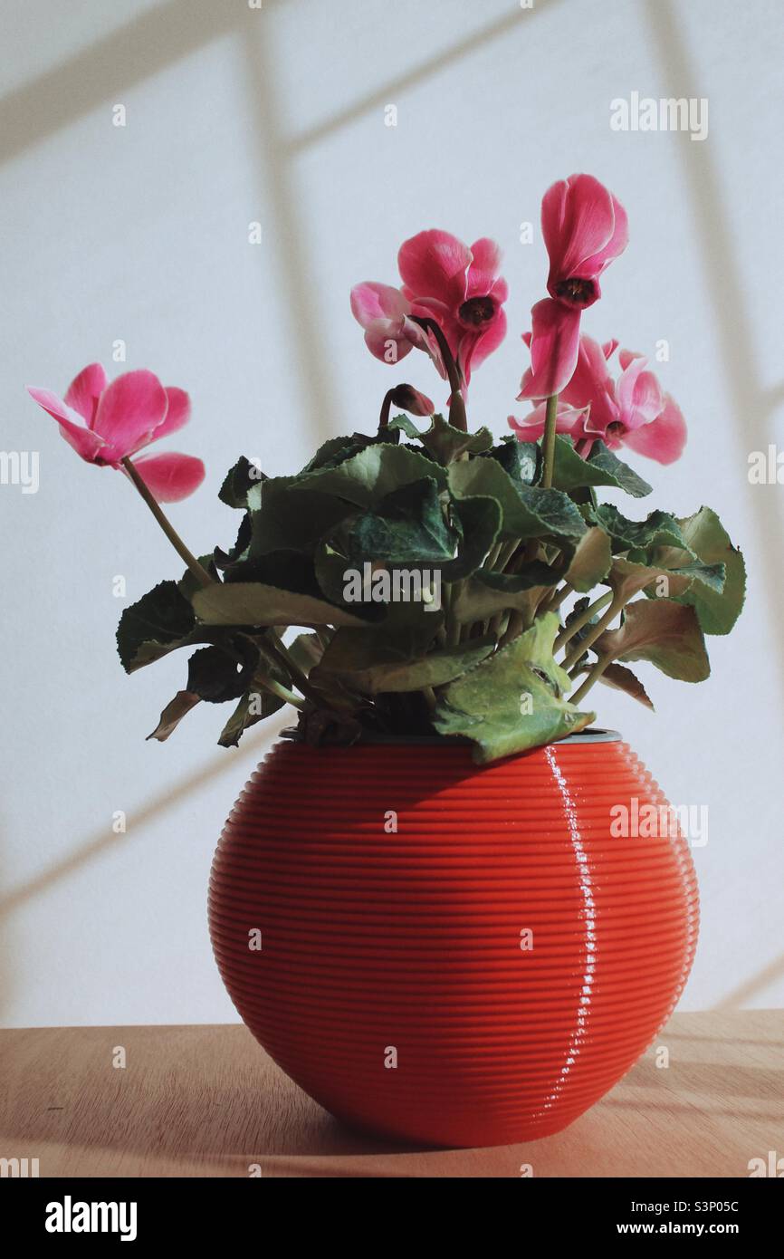 A flowering home plant - Smartphone Captured Stock Image