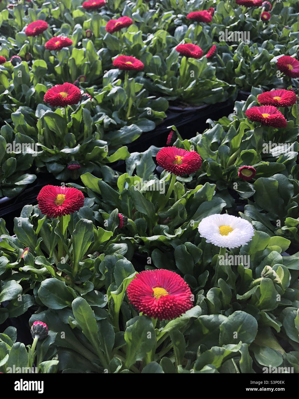 A white flower in the middle of other reds among green leaves. Diversity, Different is beautiful. Stock Photo