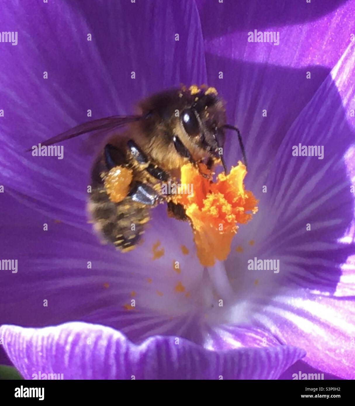 nature, crocus, purple, flower, gold, yellow, bee, nature, beauty, flower garden, gardening, - Smartphone Captured Stock Image