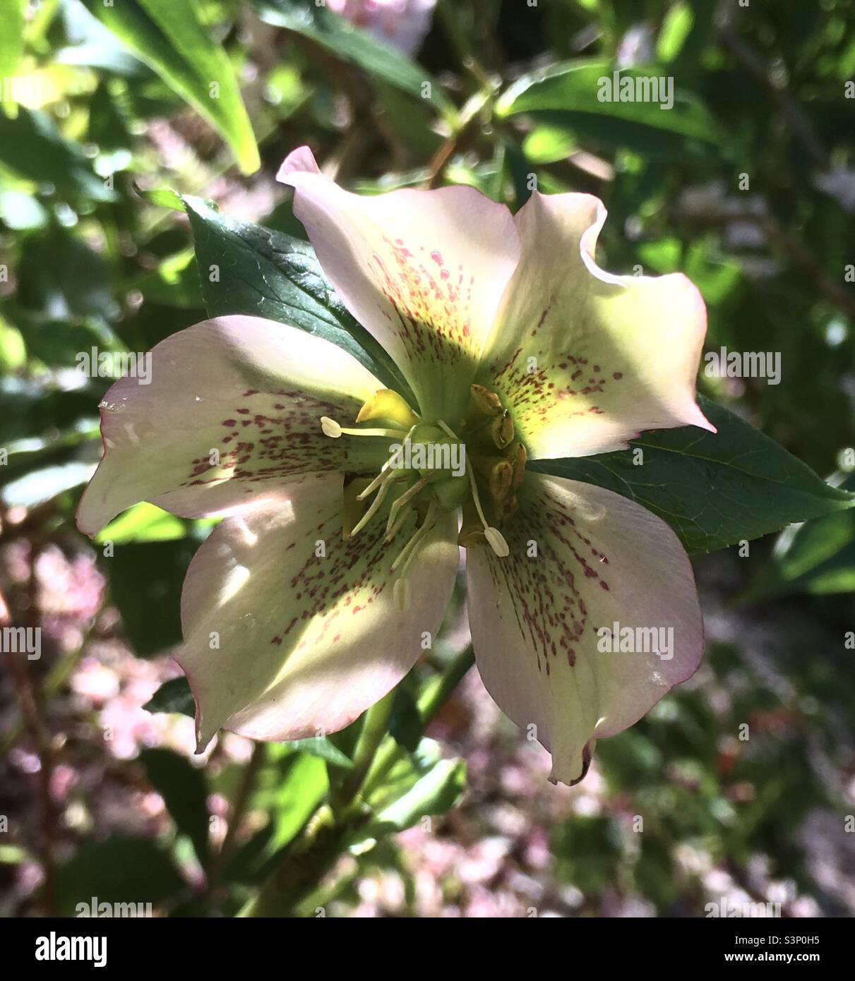 spring, nature, hellebore, pink, green, yellow, light, sunlight flower, nature - Smartphone Captured Stock Image