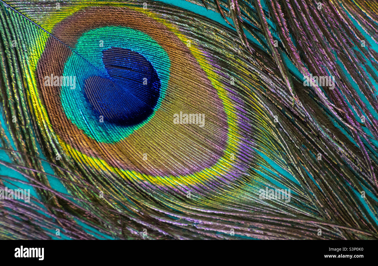 Close up of a colourful peacock feather against a turquoise background - Smartphone Captured Stock Image