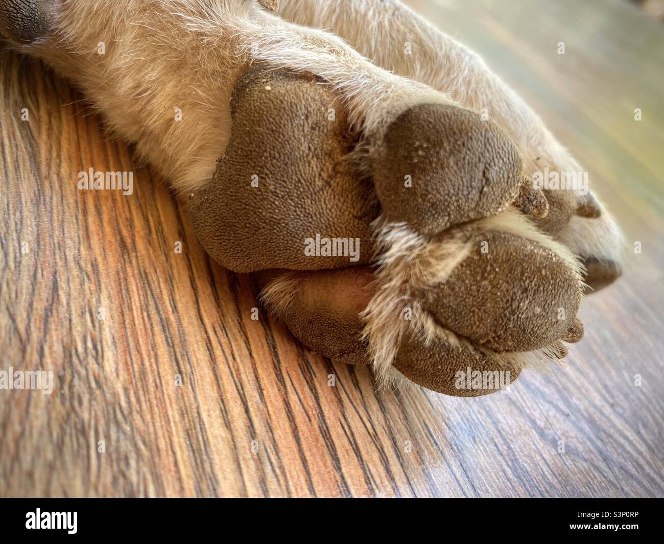 The dog's foot Stock Photo Alamy