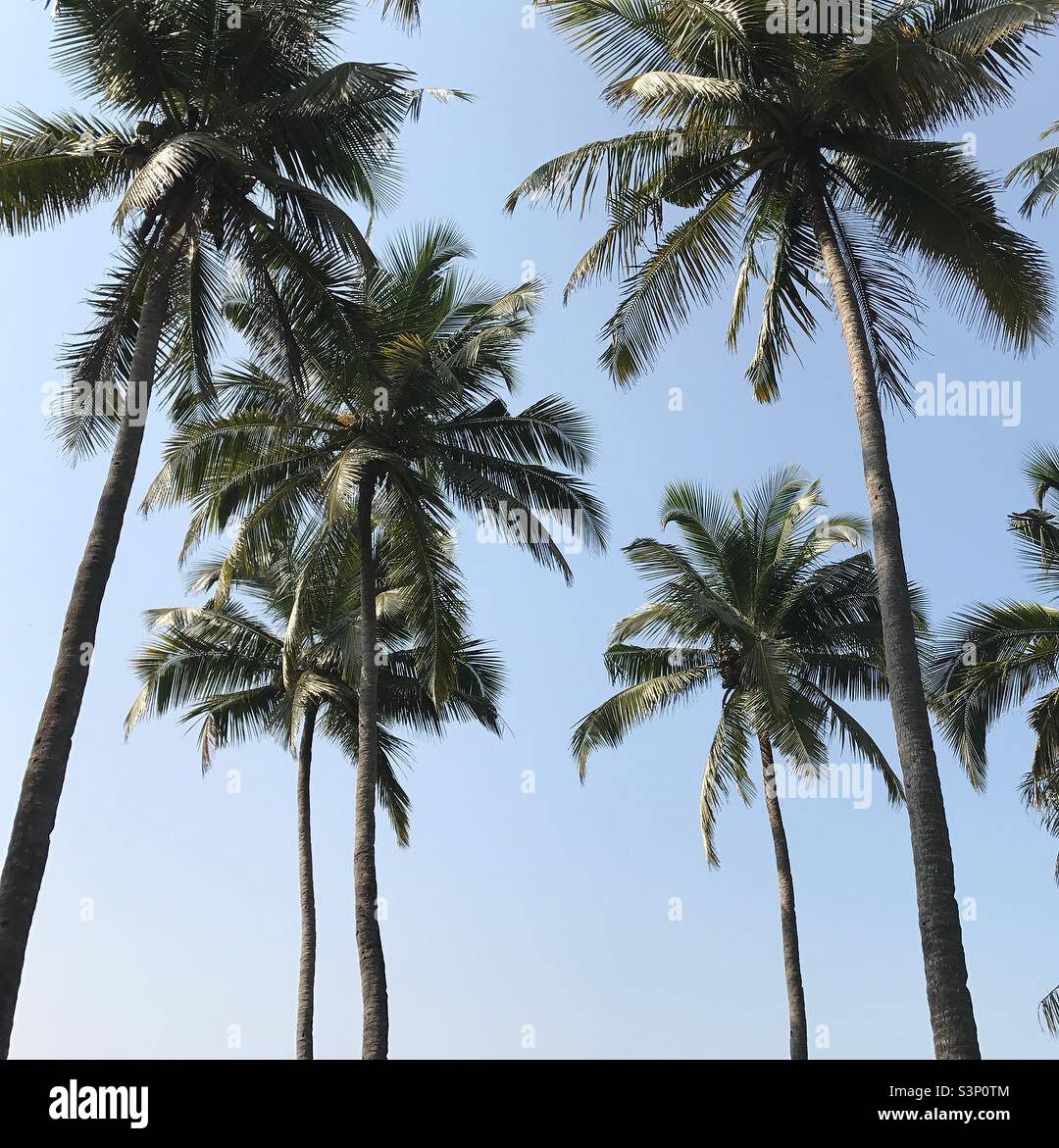 Palm trees in Goa, India Stock Photo Alamy