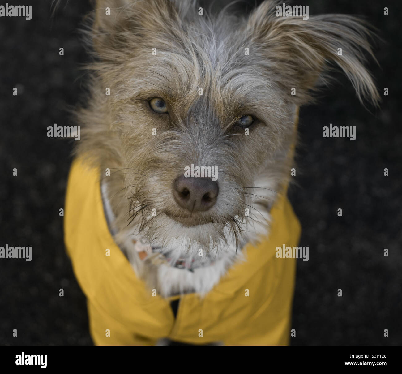Sandy coloured terrier dog wearing a yellow rain coat - Smartphone Captured Stock Image