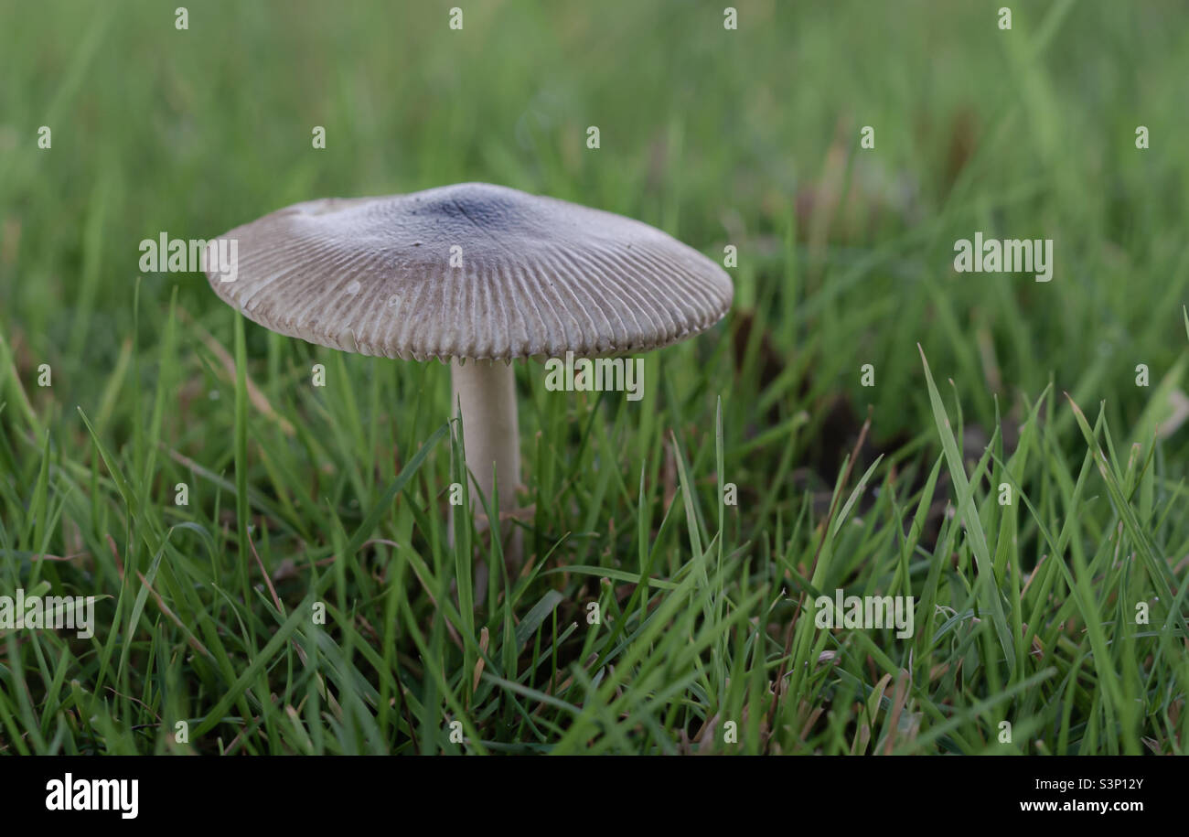 A small brown Pluteaceae mushroom in grass - Smartphone Captured Stock Image