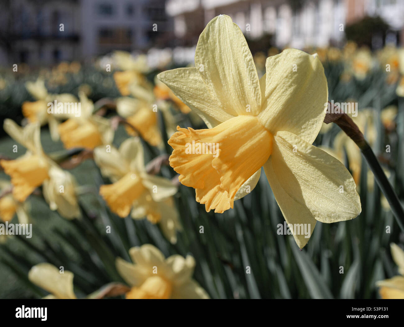 Daffodils in full bloom in a park Stock Photo - Alamy